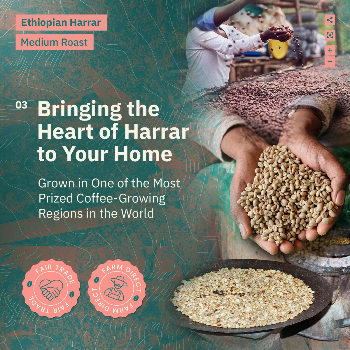 Ethiopian Harrar Coffee Beans – Single Origin Medium Roast